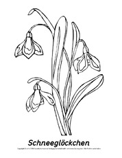 Tafelkarte-Schneeglöckchen-2-SW.pdf